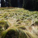 Seegras am Verlorenen Schachten