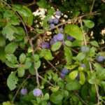 Auch noch nicht ganz reif