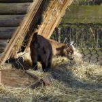 Der jüngste Bewohner von Waldhaus Einsiedel