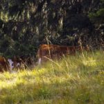 Eine Kuhherde bevorzugt heute den Aufenthalt im Schatten