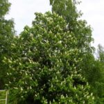 Kastanien blühen auch schon