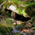 Siedlungsraum Wurzel