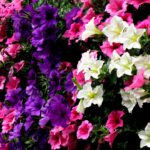 Fensterschmuck im Waldgasthaus