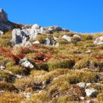 Flechtenvariation im Abstieg Flechtenvariation im Abstieg