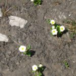 Kampfvegetation Kampfvegetation