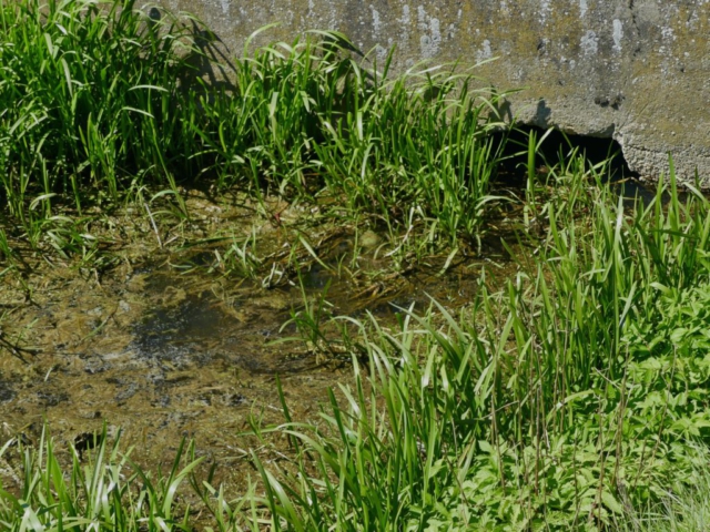 Aber ein bisserl Wasser fließt noch unter der Brücke