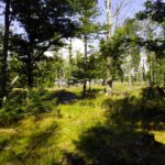 Bergseitig dominiert aber der Wald