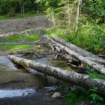 Naturbrücke über eine Furt im Wald