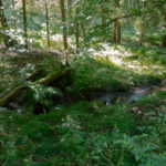 Namenloser Seitenbach