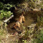 Karlie bei seiner Lieblingsbeschäftigung