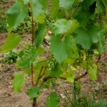 Aus den Weintrauben könnte noch etwas werden