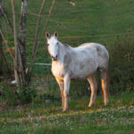 Ich bin viel hübscher als die beiden anderen Pferde!