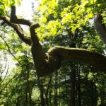 Interessante Verwachsung