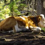 Darf ich bitte vorbei?