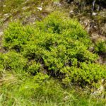 Heidelbeerknospen Heidelbeerknospen