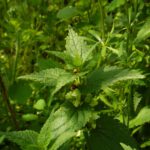 Ja wer versteckt sich denn da hinter der Brennessel?