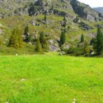 Die Wiesen werden saftiger, die Untere Sulztalalm naht