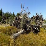 Wurzelwerkversammlung