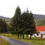 Horní Hradky vor dem von Fichten verdeckten Spáleny