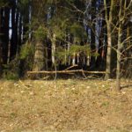 Naturbelassene Zufahrtssperre