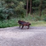 Esel und Mulidame bei der Balz