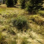 Grasvielfalt Grasvielfalt