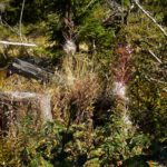 Blüten und Samenstände