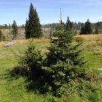 Jungholz am Hütterl