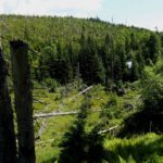 Verlandeter Triftteich Verlandeter Triftteich