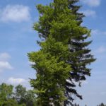 Schönes Baumensemble beim Abzweig Na Suchých Studánkách Schönes Baumensemble beim Abzweig Na Suchých Studánkách