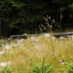 Naturbankerl etwas weit vom Weg