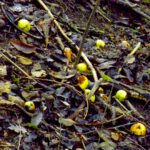 Vor drei Monaten hätte ich ein paar dieser Äpfel aufgesammelt