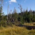 Einige Bäume hat Kyrill nicht vollständig untergekriegt