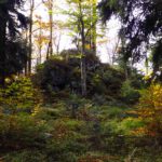 Zu viel Gestrüpp für noch einen Tausender