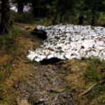 Kleine Überraschung auf 1350 Metern: Altschnee