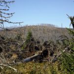 Langsam gewinnt das nachwachsende Jungholz am Lackenberg die Oberhand