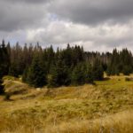 Überwachsene Mauer der Ahornsäge