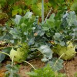 Kohlrabi