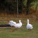 Weihnachtsgänse für das Gasthaus