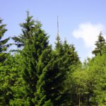 Moment. Die Antenne gehört aber nimmer zu dem Baum...