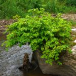 Wachposten Wachposten