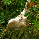 Keine Umweltverschmutzung, sondern ein Raupennest