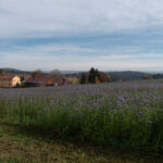 Blühwiese im November