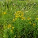 Jede Menge Johanniskraut