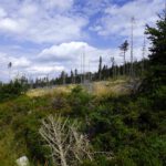Windwurf schafft Platz für Nachwuchs