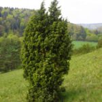 Ein typischer Karstbaum: Wacholder