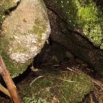 Keine Unkenrufe aus dieser Blockspalte