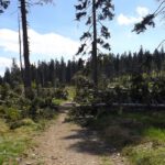 Freigeschnittener frischer Windwurf