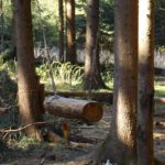 Naturnahe Schaukel Naturnahe Schaukel