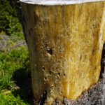 Borkenkäferspuren Borkenkäferspuren